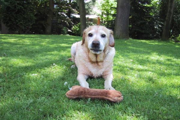 Labrador Dimi kwam als zwerfhond in het dierenasiel terecht