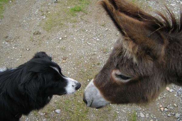 Donza begroet een Oostenrijkse ezel.