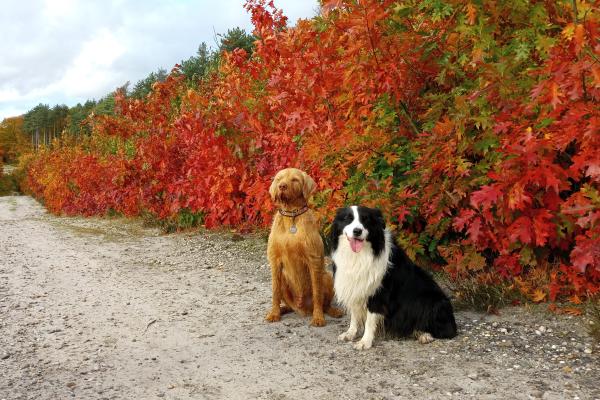 Zappa (Vizsla) en Mia poseren graag samen