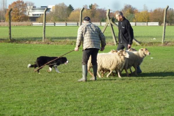 Bordercollie Donza volgde een opleiding tot schapendrijver