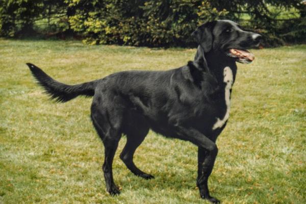 Damas, kruising Labrador-Dobermann (1983 - 1995)