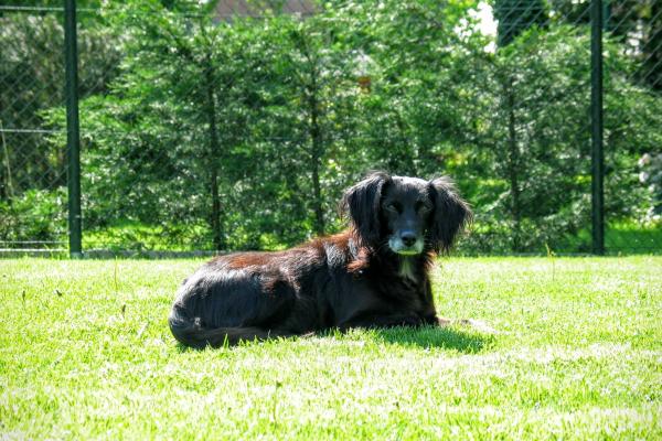 Huishond Siene kwam als oudje in het dierenasiel terecht
